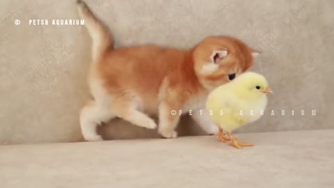 Kittens walk with a tiny chicken☺️