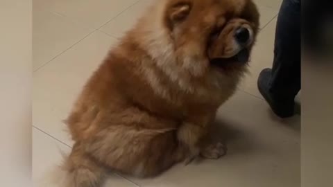 Dog chow chow.