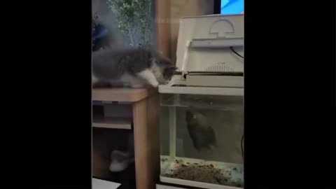 Watch this little kitty think it can catch a fish behind the tank's glass. Faill