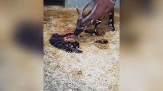 Moment Endangered Bongo Born In Lockdown Spain Zoo