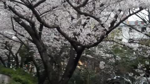 the cherry trees are in bloom