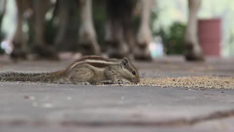 Indian Palm Squarrial Eating Food | Animal Delight