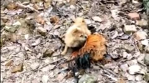 Cute dog fighting with chicken