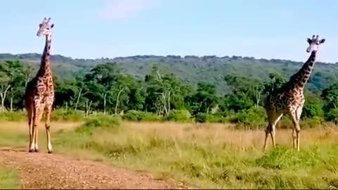 Majestic giraffes casually stroll down the path