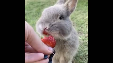 Cute baby Squirrel eating video