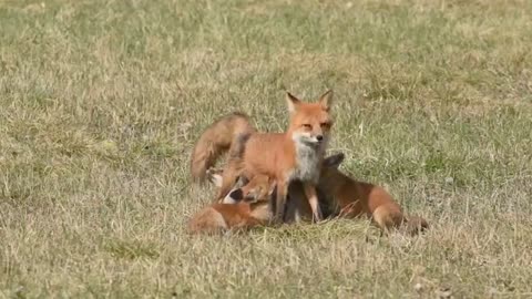 Adorable Fox Family