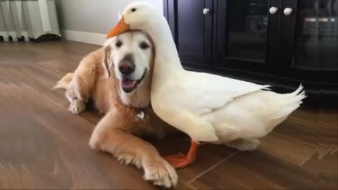 Funny Ducks and Dogs Playing Together 🦆