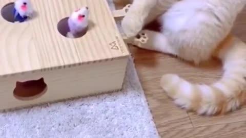 Lovely cat soft playing games