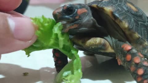 minha jabuti comendo.