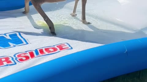 Deer Urinates on Slip-and-Slide