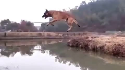 Dog jumps high above the lake