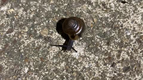 Baby snail