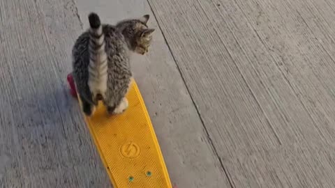 She Was A Skater Cat, She Said See You Later Cat