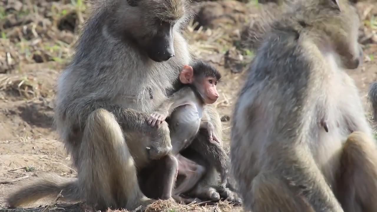 Baboon Baby And Family