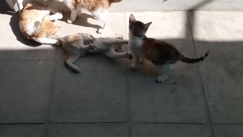 Cat wrestling video cat funny video