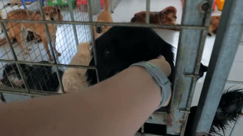 male hand petting caged stray dog in pet shelter. People, Animals