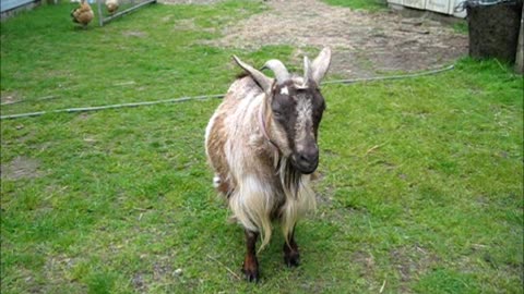 Whisper the Fainting Goat before delivery and after