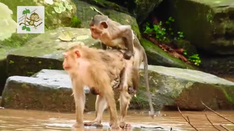 OMG BIG STRONGER MATING MONKEY1