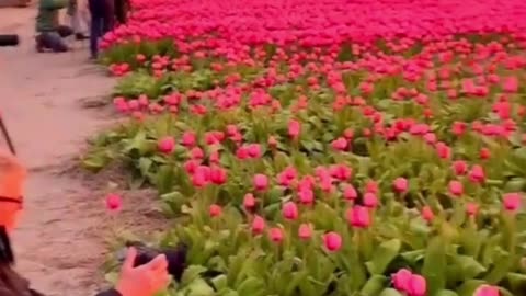 A field of tulips