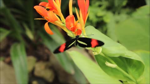 Look ! Butterfly On A Beautiful Flower