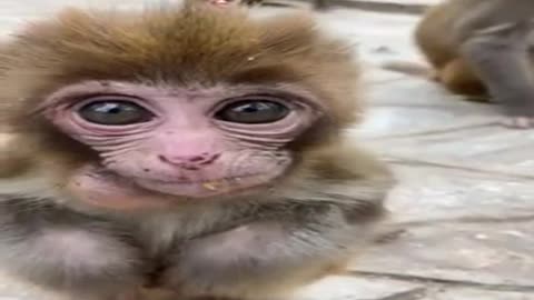 Graceful baby monkey with vibrant eyes