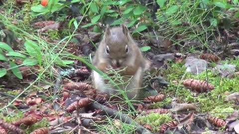 World's Cutest Baby Animals | BBC Earth by nature beauty