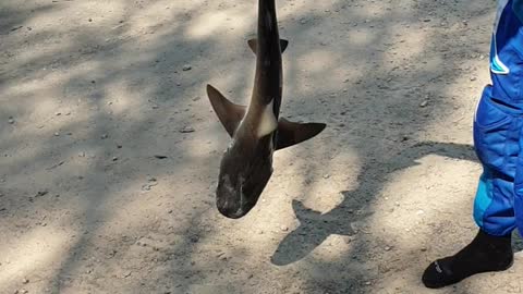 Catching a Bull Shark with Bare Hands