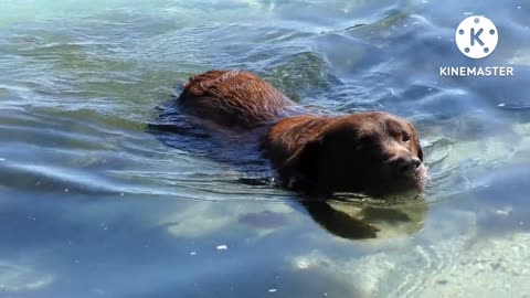 Jack the dog is swimming