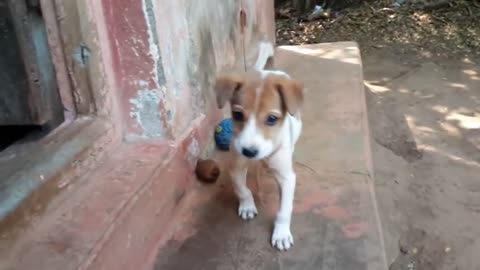 Dog Puppy-Cute Barking