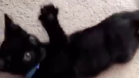 Woman plays with small black kitten