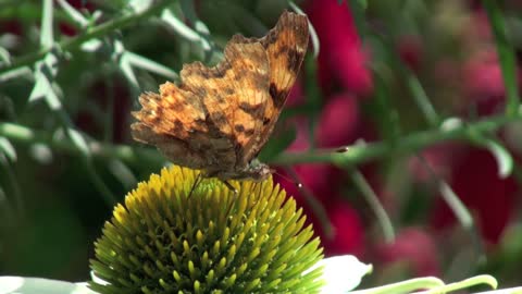 Butterfly on Flower