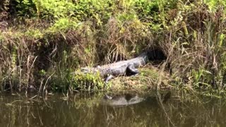 Beautiful Teenage Gator Sunbathing