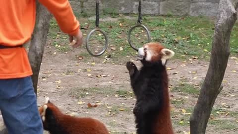 The red panda