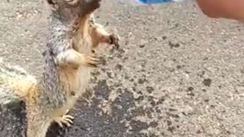 Thirsty Squirrel #shorts #shortvideo#video #virals #videoviral