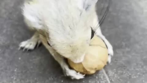 This squirrel has to fight for food