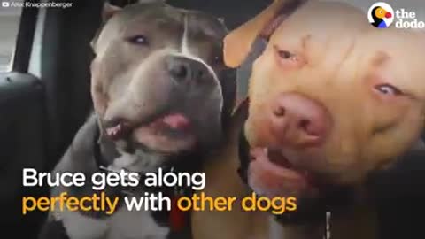 Pit bull was labeled ‘dog aggressive’ at the pound, but this guy took a chance on him anyway