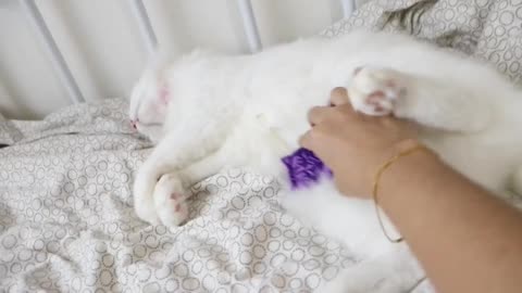 Blissful cat having his fur brushed