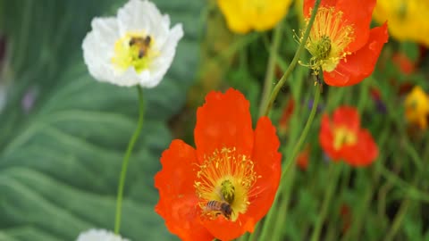 Stunning Flowers Are Blooming at Georgeson Botanical Garden in Fairbanks, Alaska in August 2021