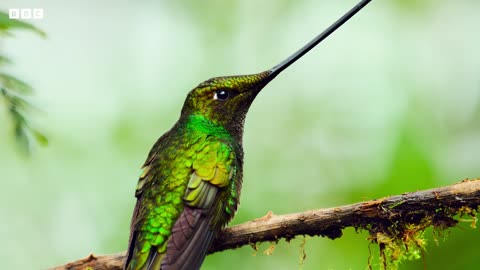 The World's Longest Beak* | 4K UHD | Planet Earth II | BBC Earth