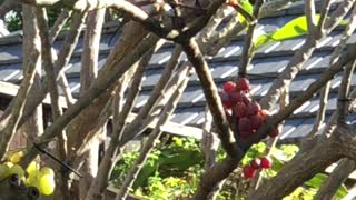 # Back Yard Birds Hawai’i Red Whiskered Bulbul