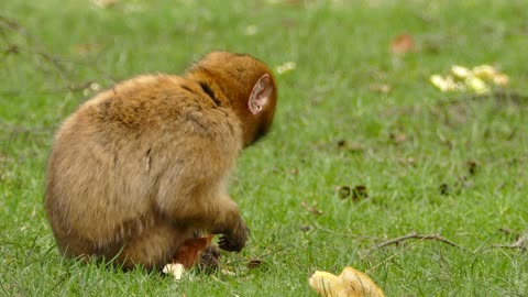 Brown monkey eats bread