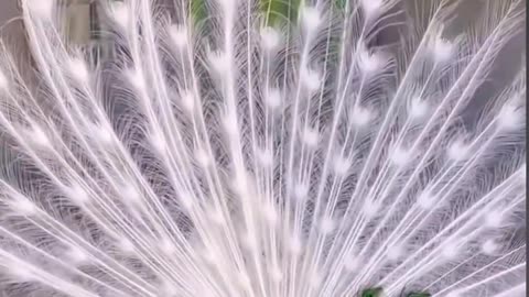 Rare_white_peacock_with_its_spectacular