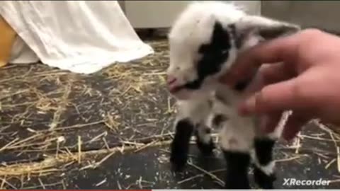 Cute little baby lamb is complaining so much