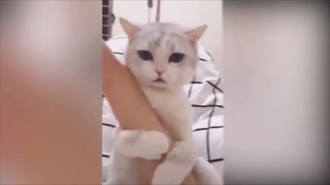 cat won't let go of their hand and winked