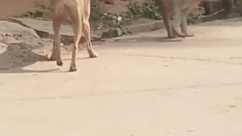 Super Funny Animal Video 2020