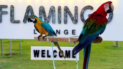 Parrot of different beautiful colors