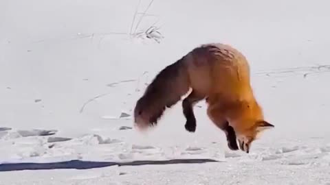 How does a fox catch a rabbit?