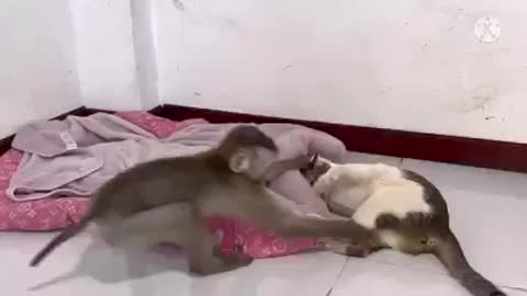 Monkey disturb 😴 cats funny video plzzz help me