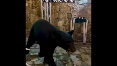 📹 bear funny videos