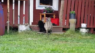 Emu meets cat